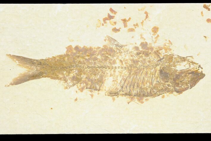Bargain Fossil Fish (Knightia) - Wyoming #126485
